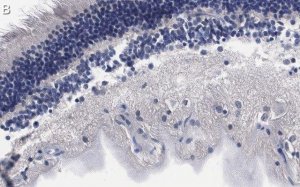 Anti-Brn-3a Antibody, clone 5A3.2 ZooMAb� Mouse Monoclonal 