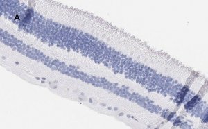 Anti-Brn3a Antibody, clone 4L5, ZooMAb� Rabbit Monoclonal 