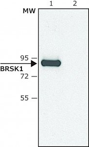 Anti-BRSK1 antibody produced in rabbit SAB4200392-200UL