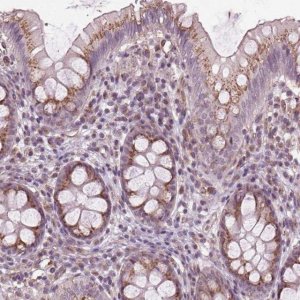 Anti-BSDC1 antibody produced in rabbit 