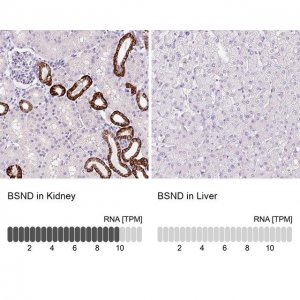 Anti-BSND antibody produced in rabbit 