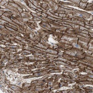Anti-BVES antibody produced in rabbit 