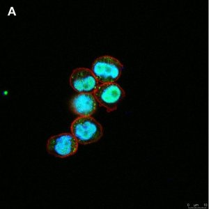Anti-C-EBP alpha Antibody, clone 2E17, ZooMAb� Rabbit Monoclonal 