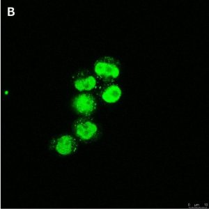 Anti-C-EBP alpha Antibody, clone 2E17, ZooMAb� Rabbit Monoclonal 