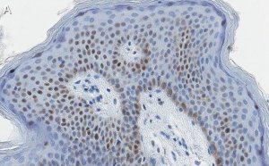 Anti-c-Jun Antibody, clone 1G8 ZooMAb� Rabbit Monoclonal 