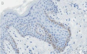 Anti-c-Jun Antibody, clone 1G8 ZooMAb� Rabbit Monoclonal 