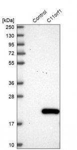 Anti-C11orf1 antibody produced in rabbit 