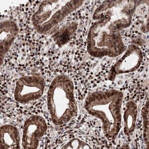 Anti-C12orf45 antibody produced in rabbit 