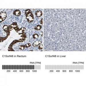 Anti-C15orf48 antibody produced in rabbit 
