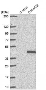 Anti-C16orf72 antibody produced in rabbit HPA041568-100UL
