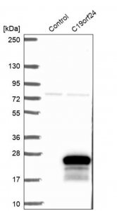 Anti-C19orf24 antibody produced in rabbit 