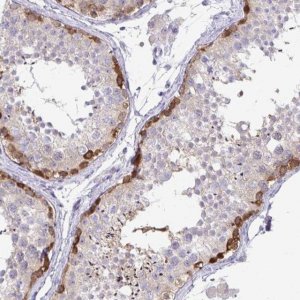 Anti-C19orf81 antibody produced in rabbit 