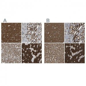 Anti-C1GALT1 antibody produced in rabbit 