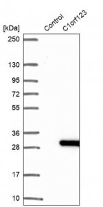 Anti-C1orf123 antibody produced in rabbit HPA043835-100UL