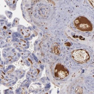 Anti-C1QA antibody produced in rabbit 