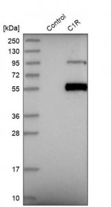 Anti-C1R antibody produced in rabbit 