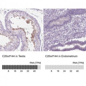 Anti-C20ORF144 antibody produced in rabbit 