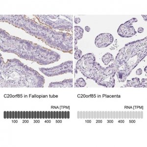 Anti-C20orf85 antibody produced in rabbit 