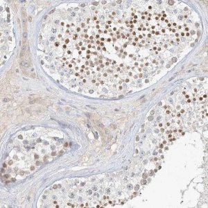 Anti-C2orf42 antibody produced in rabbit 