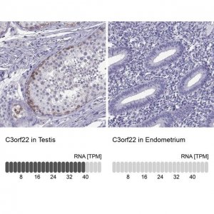 Anti-C3orf22 antibody produced in rabbit 