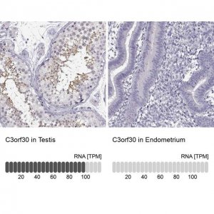 Anti-C3orf30 antibody produced in rabbit 