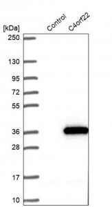 Anti-C4orf22 antibody produced in rabbit 