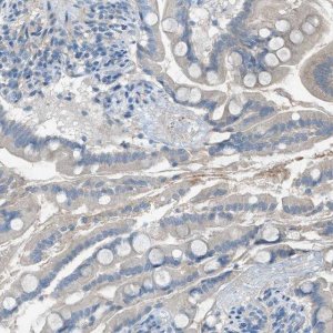 Anti-C5AR2 antibody produced in rabbit 