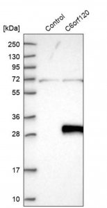 Anti-C6orf120 antibody produced in rabbit 
