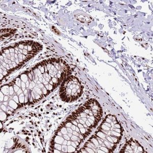 Anti-C6orf226 antibody produced in rabbit 