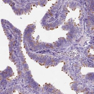 Anti-C7orf57 antibody produced in rabbit 