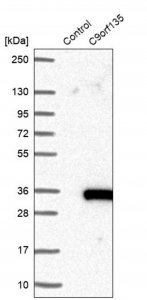 Anti-C9orf135 antibody produced in rabbit 
