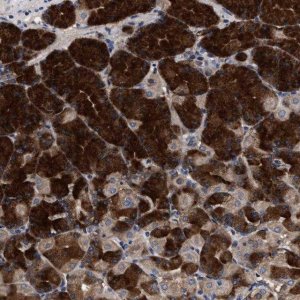 Anti-C9orf135 antibody produced in rabbit 
