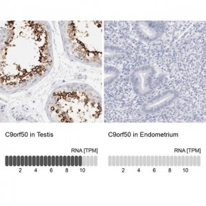 Anti-C9orf50 antibody produced in rabbit 