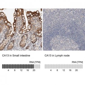 Anti-CA13 antibody produced in rabbit HPA024689-100UL