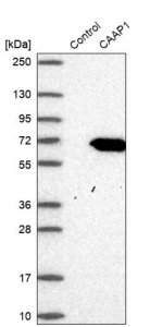 Anti-CAAP1 antibody produced in rabbit HPA024100-100UL