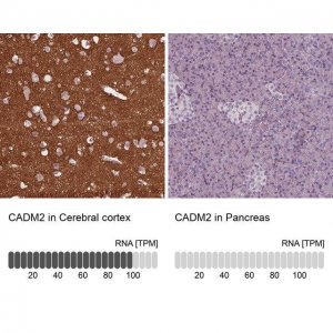 Anti-CADM2 antibody produced in rabbit 