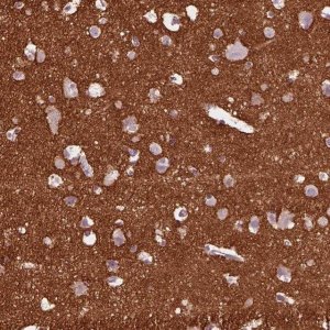 Anti-CADM2 antibody produced in rabbit 