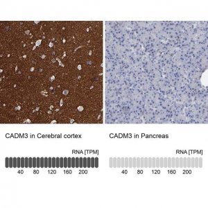 Anti-CADM3 antibody produced in rabbit 