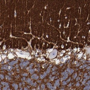 Anti-CADM3 antibody produced in rabbit 