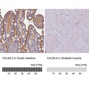 Anti-CALML4 antibody produced in rabbit 