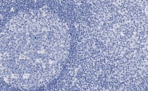 Anti-Calnexin Antibody, clone 10N19, ZooMAb� Rabbit Monoclonal 