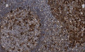 Anti-Calnexin Antibody, clone 10N19, ZooMAb� Rabbit Monoclonal 