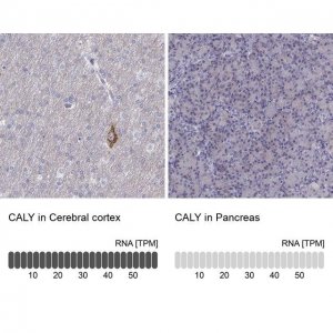 Anti-CALY antibody produced in rabbit 
