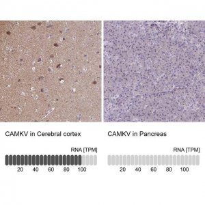 Anti-CAMKV antibody produced in rabbit 