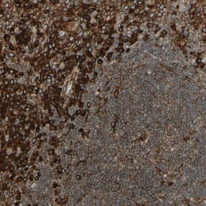 Anti-CANX antibody produced in rabbit 
