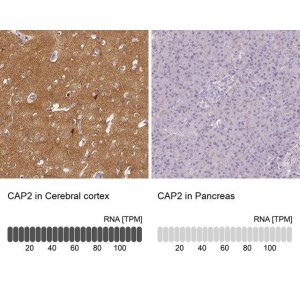 Anti-CAP2 antibody produced in rabbit 
