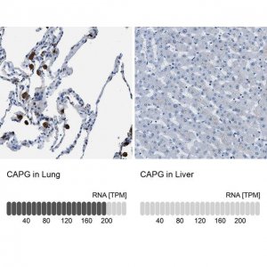 Anti-CAPG antibody produced in rabbit 