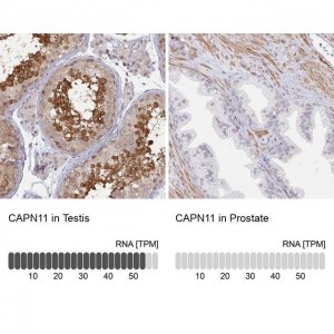 Anti-CAPN11 antibody produced in rabbit 