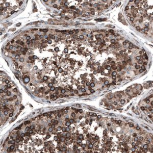 Anti-CAPRIN1 antibody produced in rabbit 