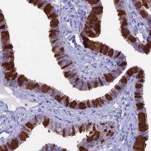 Anti-CAPS antibody produced in rabbit 